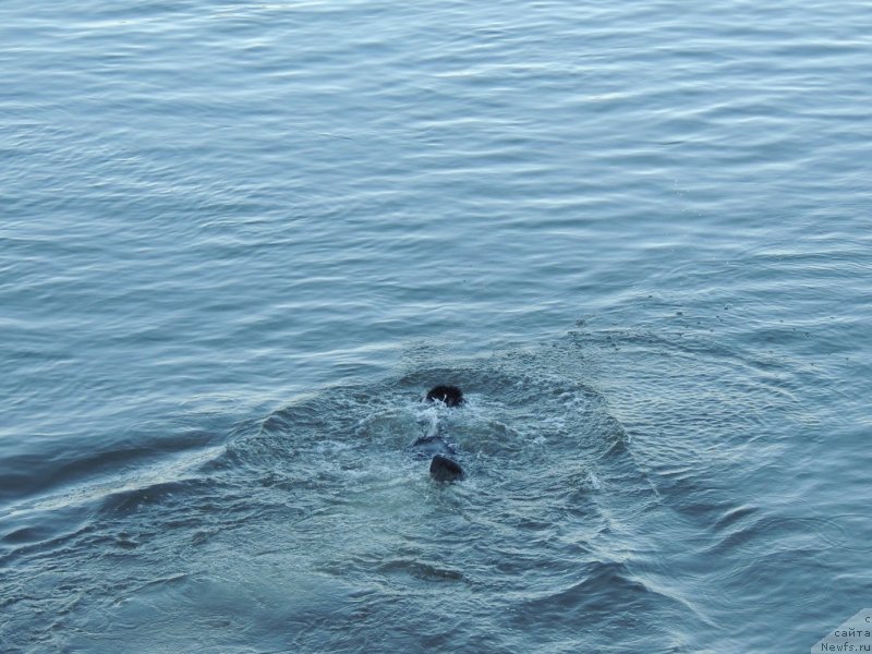 Фото: ньюфаундленд Би Перфект Арабелла