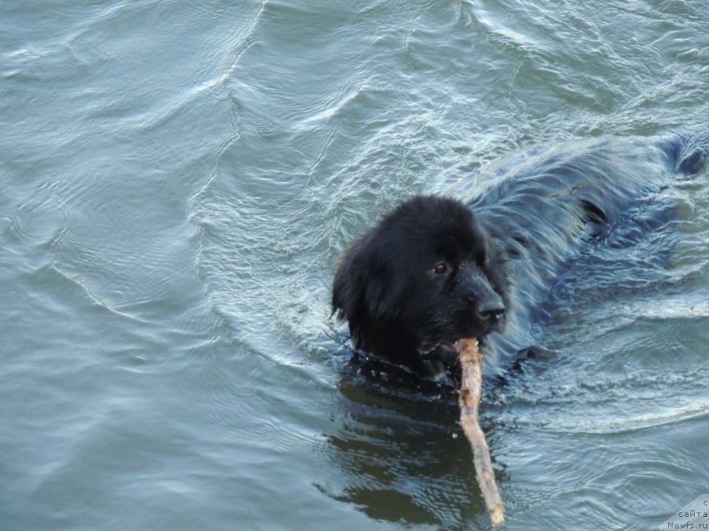 Фото: ньюфаундленд Би Перфект Арабелла