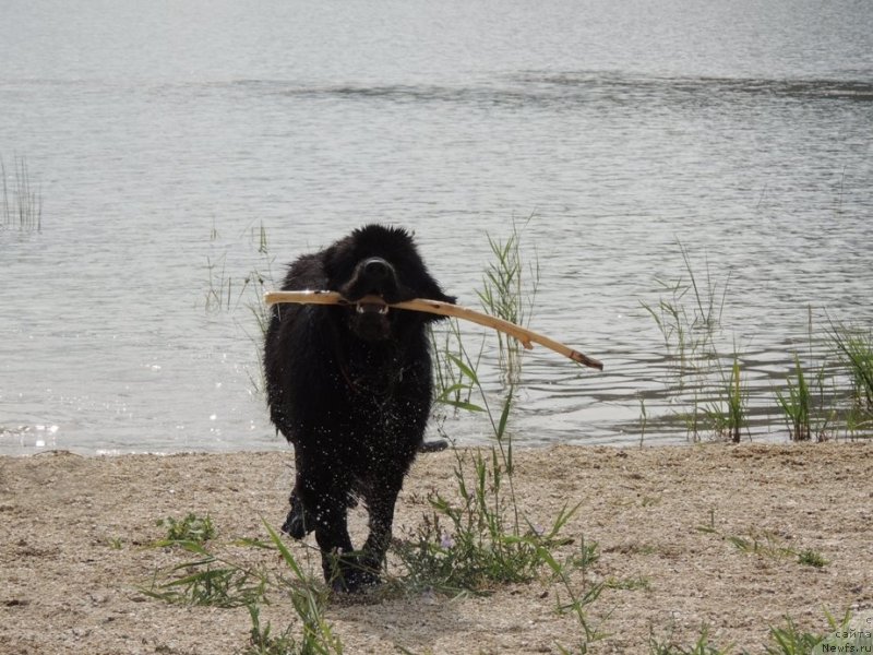 Фото: ньюфаундленд Би Перфект Арабелла
