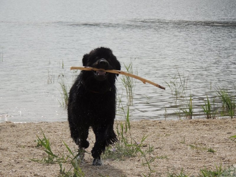 Фотография № 132331