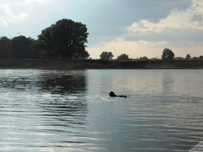 Фото: ньюфаундленд Би Перфект Арабелла