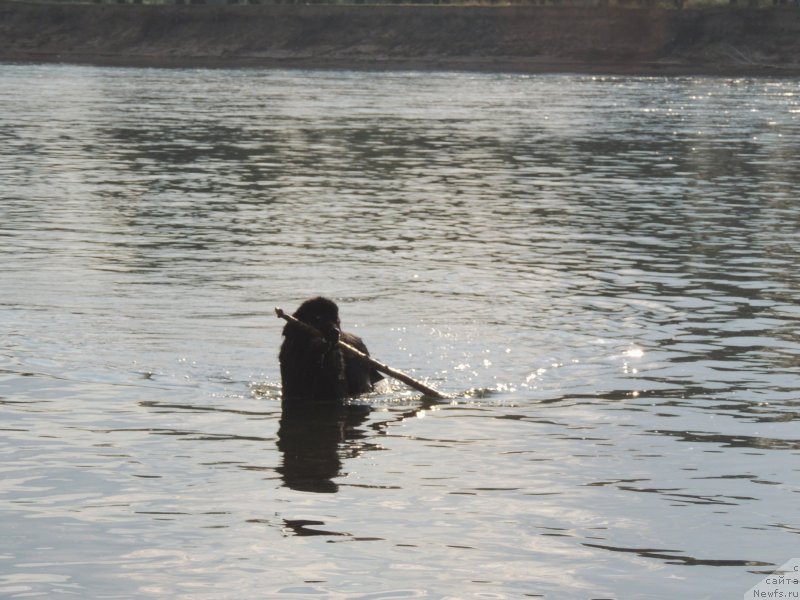 Фото: ньюфаундленд Би Перфект Арабелла