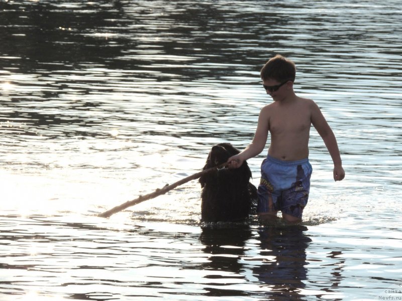 Фото: ньюфаундленд Би Перфект Арабелла