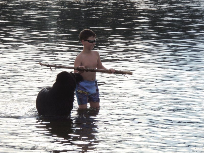 Фото: ньюфаундленд Би Перфект Арабелла