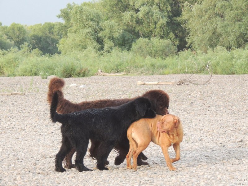 Фото: ньюфаундленд Би Перфект Арабелла, ньюфаундленд Фактурный Фрукт с Берега Дона (Fakturnyi Frukt s Berega Dona), бордоский дог Фея