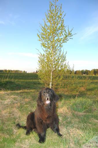 Фотография № 13234