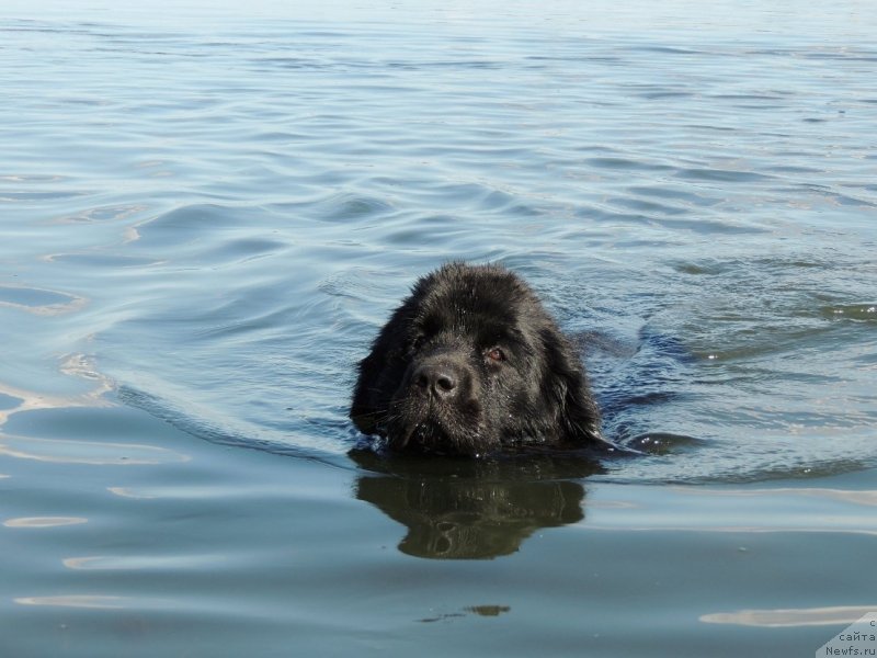 Ньюфаундленд длина реки. Ньюфаундленд. Собаки спасатели породы ньюфаундленд. Собака спасатель ньюфаундленд. Ньюфаундленд перепонки.