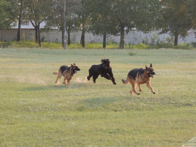 Фото: ньюфаундленд Би Перфект Арабелла