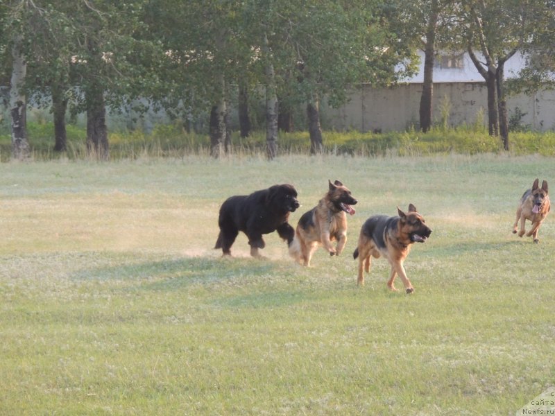 Фото: ньюфаундленд Би Перфект Арабелла