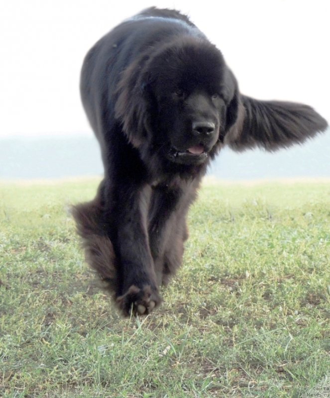 Фотография № 132343