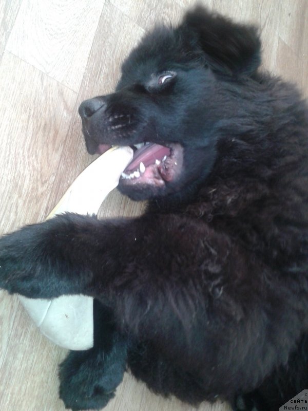 Фото: ньюфаундленд Черная Мафия Зесту Бетту (Chernaya Mafia Zesty Betty)