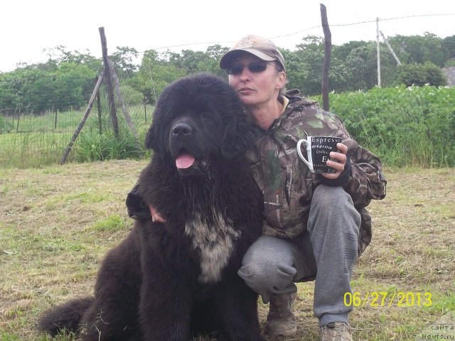 Фото: ньюфаундленд Дак Прайд Ван Лак (Dark Pride Van Laack)