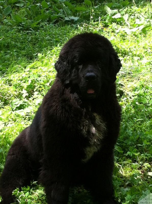 Фотография № 132347