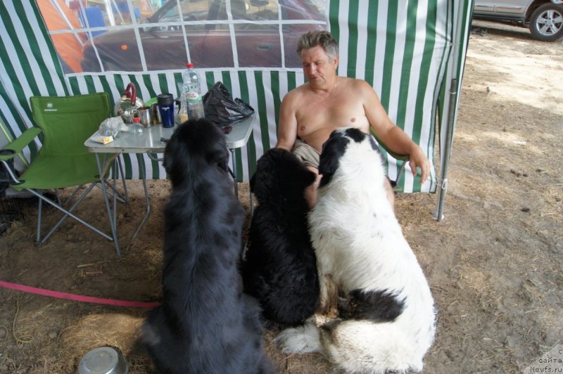 Фото: ньюфаундленд Сент Джонс Ульрика (Sent Djons Ulrika), ньюфаундленд Фест-Райт Чемп (First-Right Champ), ньюфаундленд Сент Джонс Царевна Лебедь (Sent Djons Carevna Lebed)