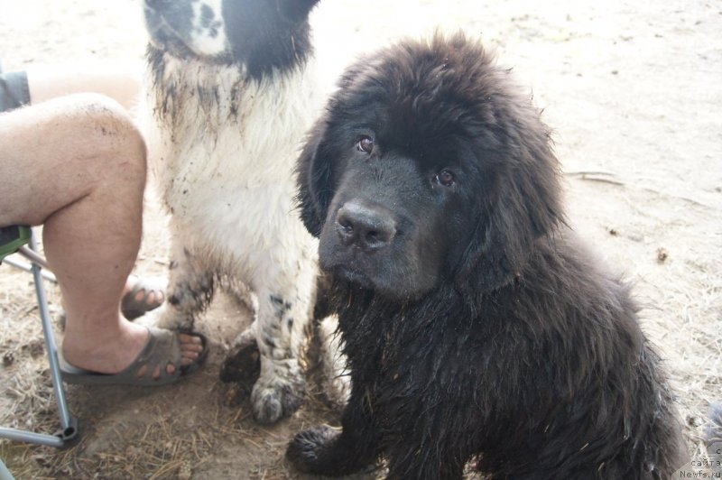 Фото: ньюфаундленд Фест-Райт Чемп (First-Right Champ)