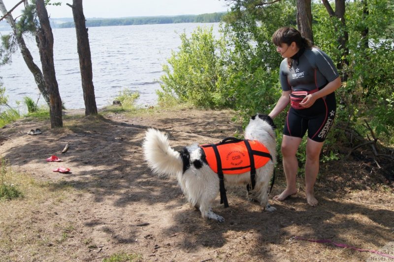 Фото: ньюфаундленд Сент Джонс Царевна Лебедь (Sent Djons Carevna Lebed)