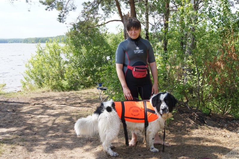 Фото: ньюфаундленд Сент Джонс Царевна Лебедь (Sent Djons Carevna Lebed), Наталья Борисова