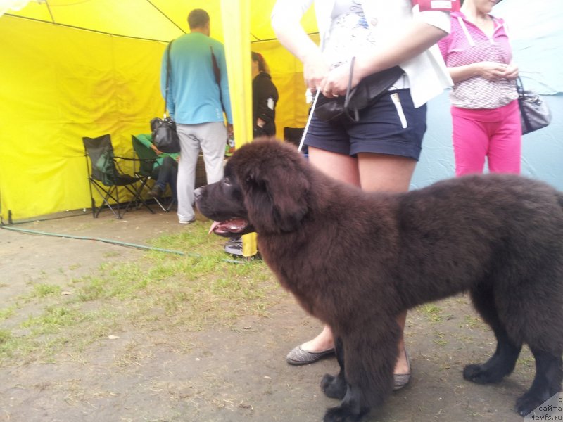 Фото: ньюфаундленд Леголас Сенежский Сын Ариадны