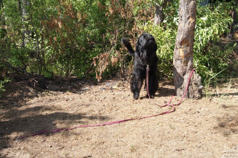 Фотография № 132372