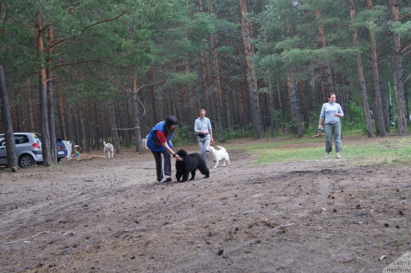 Фото: ньюфаундленд Фест-Райт Чемп (First-Right Champ)