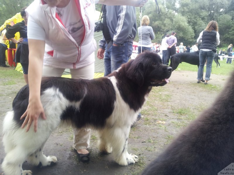 Фото: ньюфаундленд Искушение Моей Души (Iskushenie Moey Dushi)
