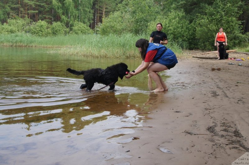 Фото: ньюфаундленд Фест-Райт Чемп (First-Right Champ)