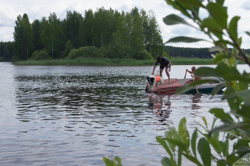 Фото: ньюфаундленд Сент Джонс Царевна Лебедь (Sent Djons Carevna Lebed)