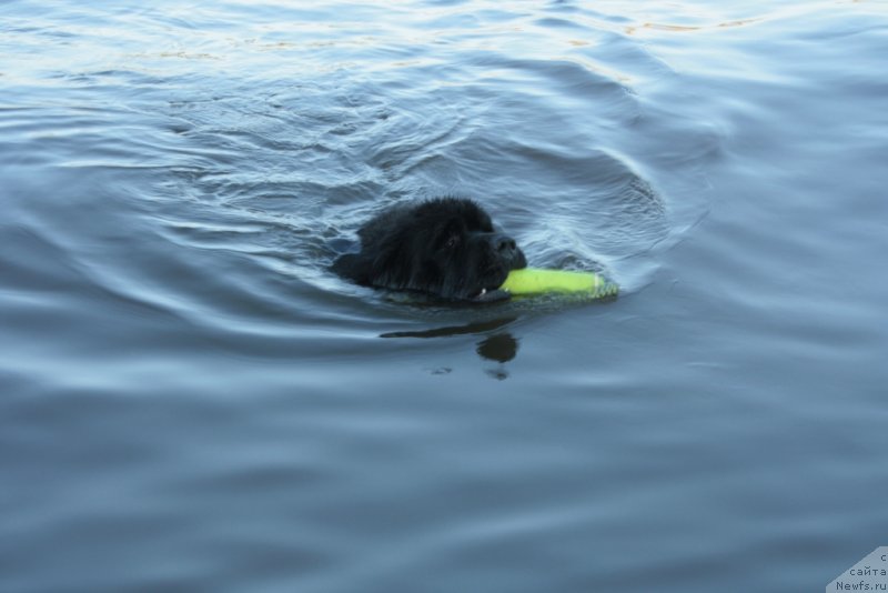 Фото: ньюфаундленд Яхонт Драгоценный