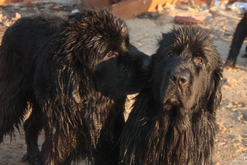 Фото: ньюфаундленд Яхонт Драгоценный, ньюфаундленд Neretum Tribe Xagrid