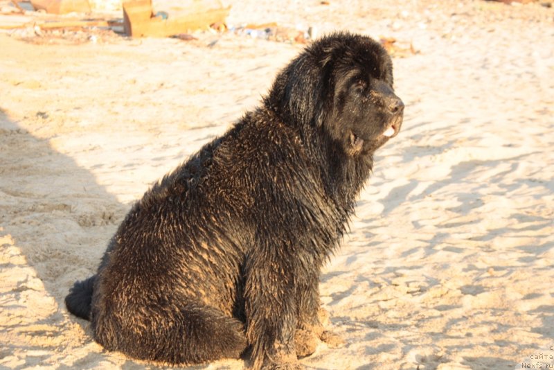 Фото: ньюфаундленд Янтарная Мечта