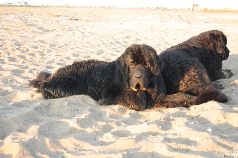 Фото: ньюфаундленд Ютуб Фор Ю