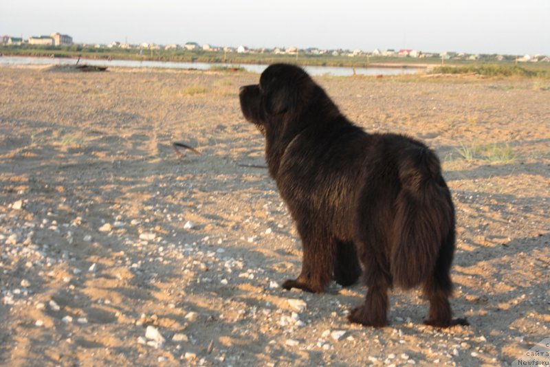 Фото: ньюфаундленд Бегущая по Волнам Зеро Коол