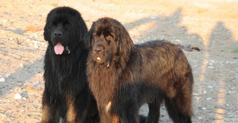 Фото: ньюфаундленд Яхонт Драгоценный, ньюфаундленд Neretum Tribe Xagrid