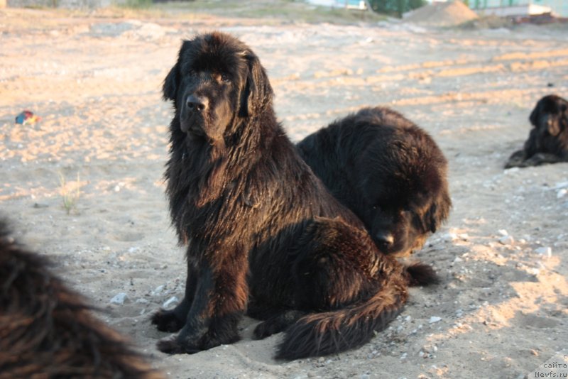 Фото: ньюфаундленд Neretum Tribe Xagrid