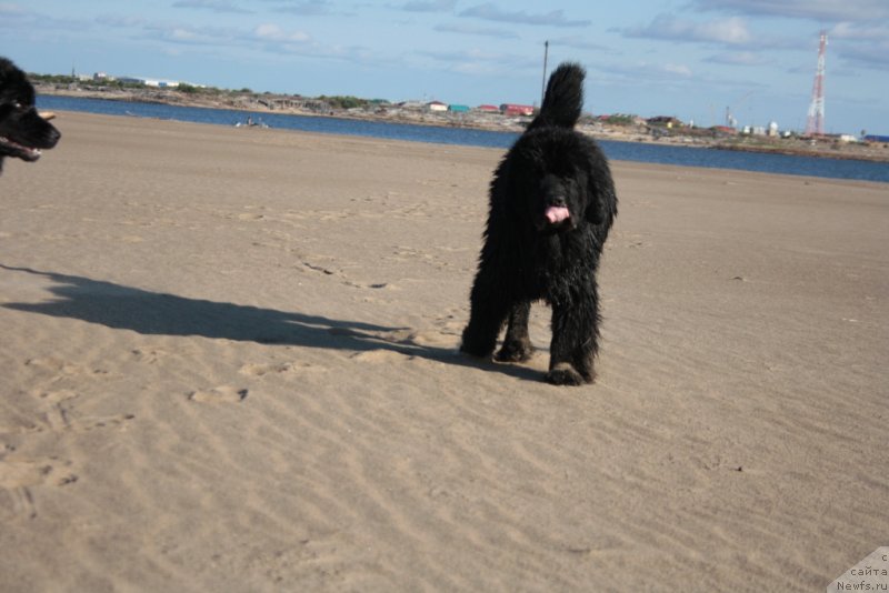 Фото: ньюфаундленд Янтарная Мечта