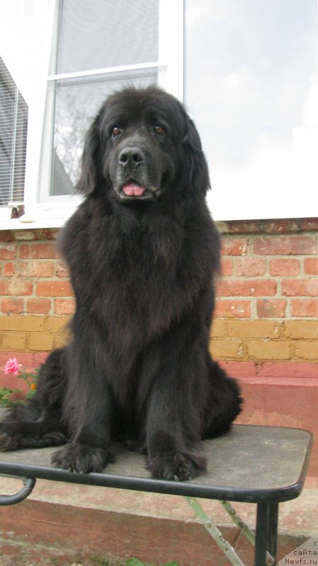 Фото: ньюфаундленд Норт Фэйс Лаванда