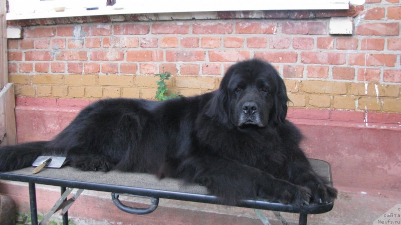 Фото: ньюфаундленд Норт Фэйс Лаванда