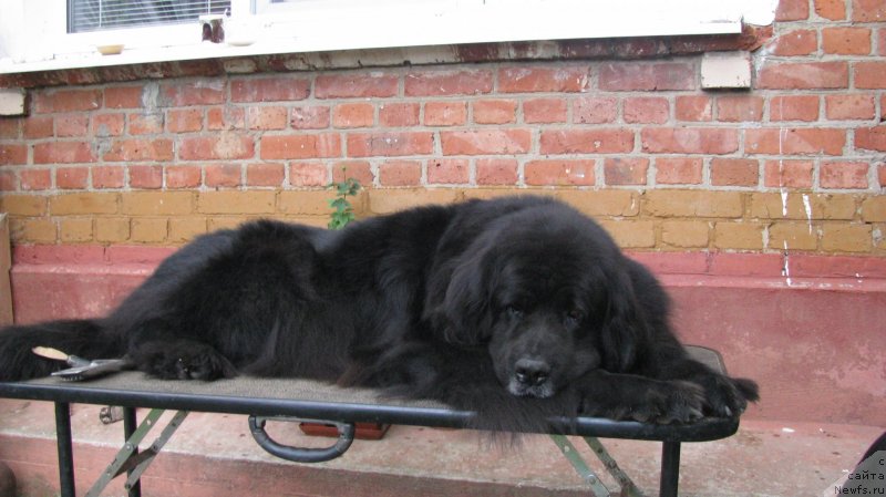 Фото: ньюфаундленд Норт Фэйс Лаванда