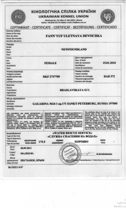 Фото: ньюфаундленд Фанньюф Улетная Девчонка (Funnewf Uletnaya Devchenka)