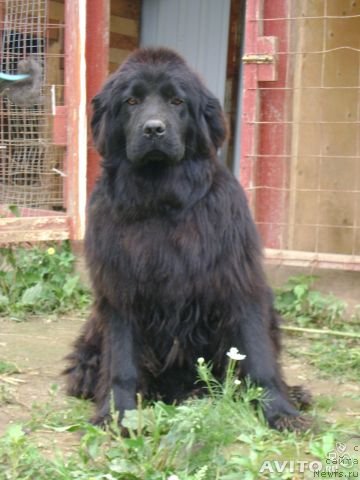 Фото: ньюфаундленд Старбимовлав Умница