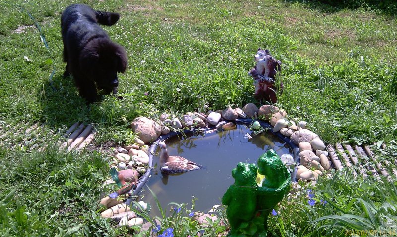 Фото: ньюфаундленд Цезарь Благородный