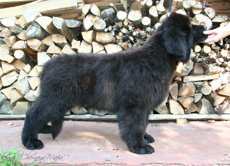 Фотография № 132440