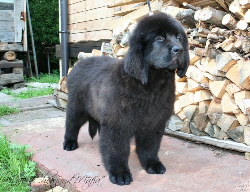 Фотография № 132441