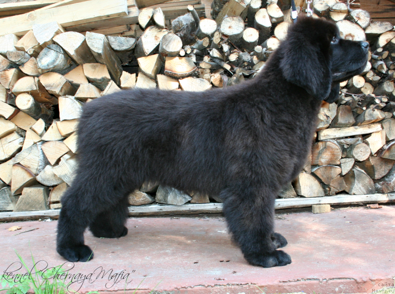 Фотография № 132443