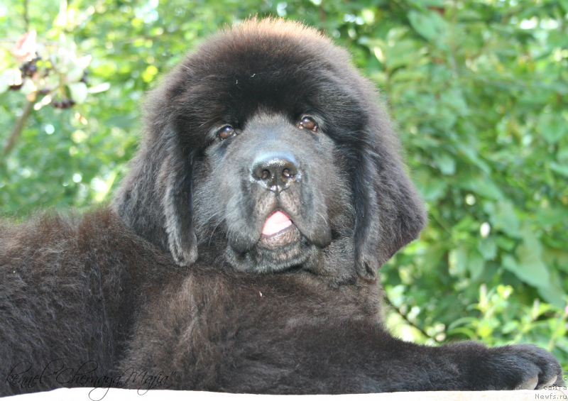 Фотография № 132445