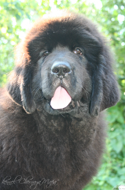 Фотография № 132446