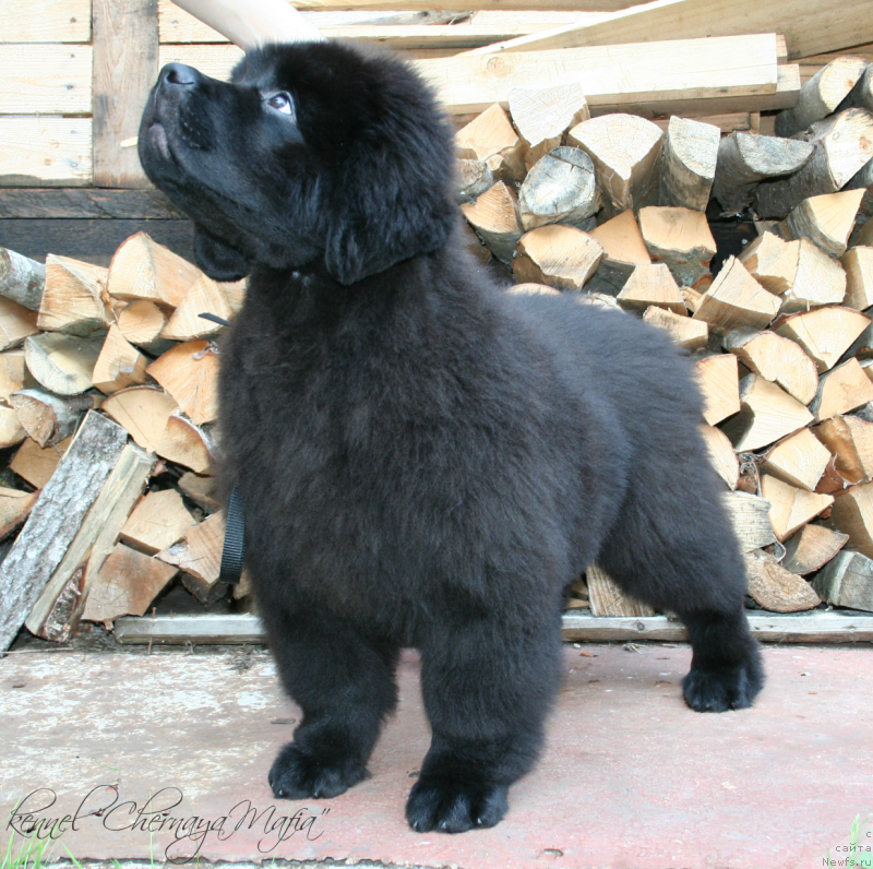 Фотография № 132451