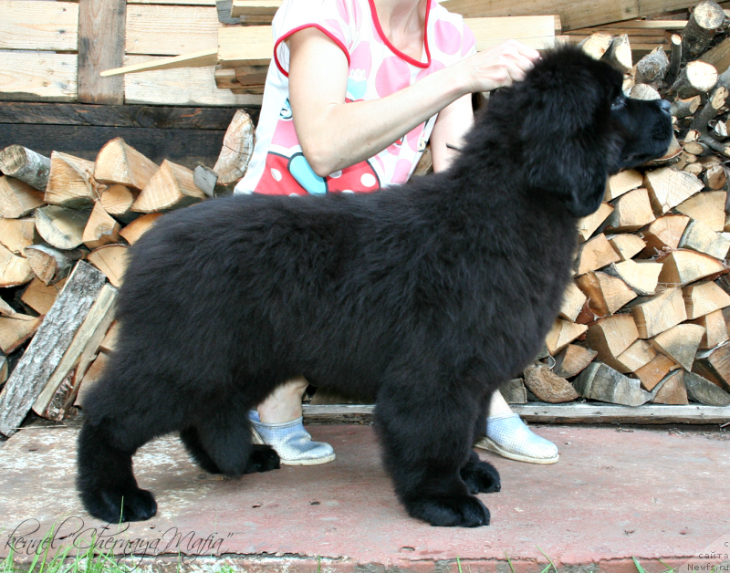 Фото: ньюфаундленд Черная Мафия Муст Хаве (Chernaya Mafia Must Have)