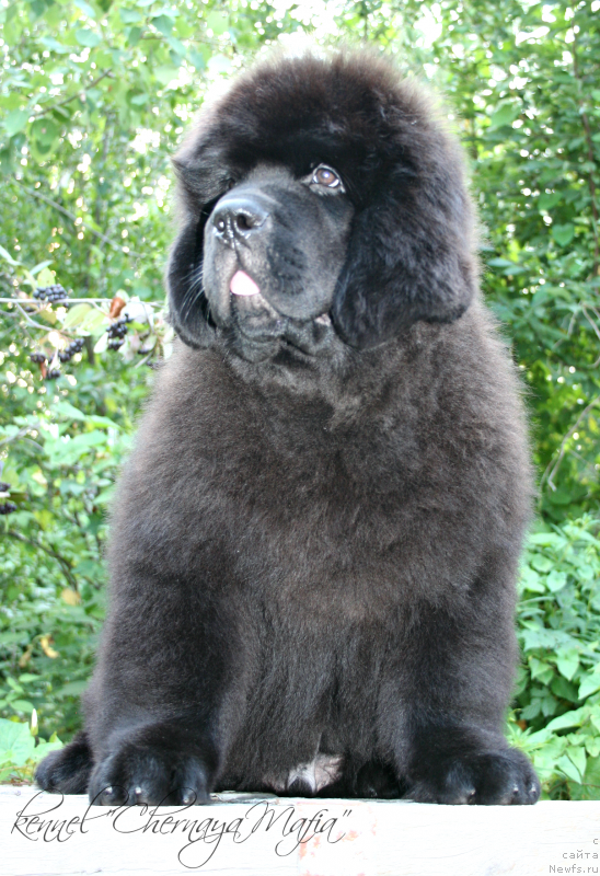 Фотография № 132454