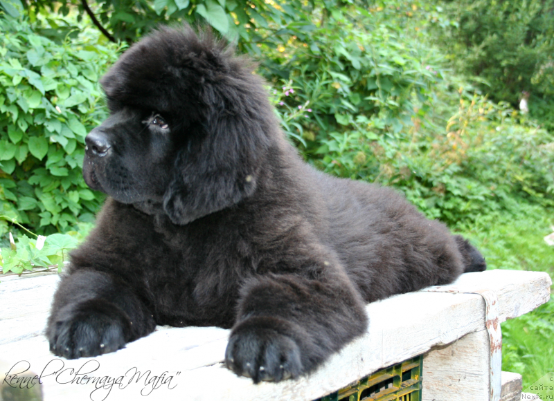 Фотография № 132457